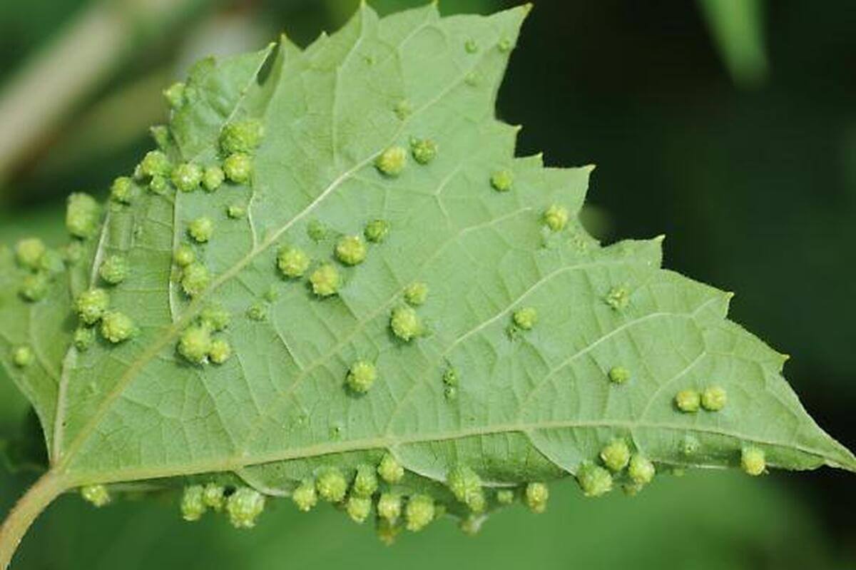 Cómo reconocer y combatir filoxera en vid