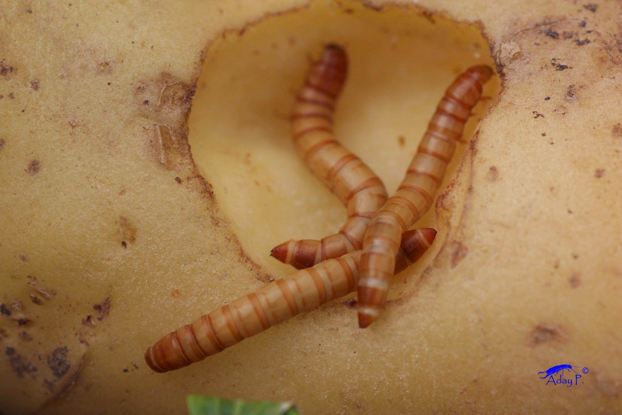 Verme-arame em batatas: como reconhecê-lo e tratá-lo com eficácia