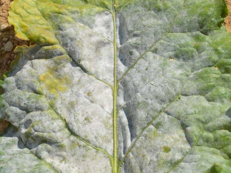 Powdery mildew on beets: How to recognize and treat it effectively