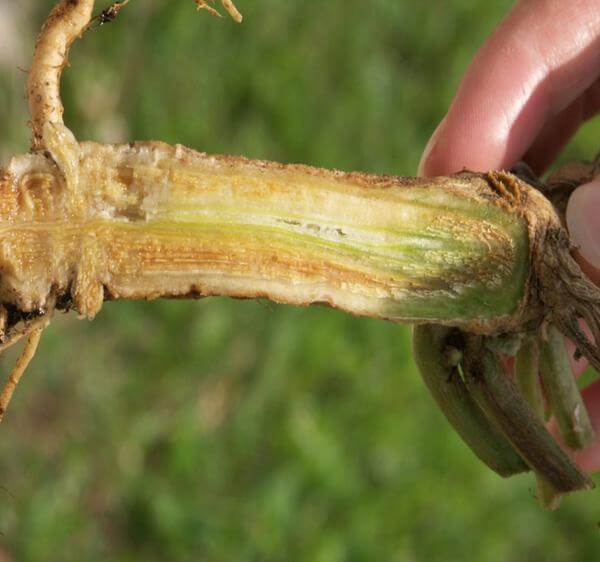 Flétrissement fusarien : symptômes et dégâts chez les cucurbitacées à peau non comestible