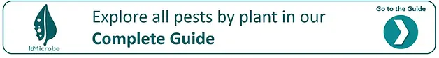 idMicrobe: Glossary of pests, diseases, and plant treatments