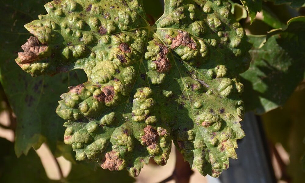 Danos causados por eritrócitos em videiras