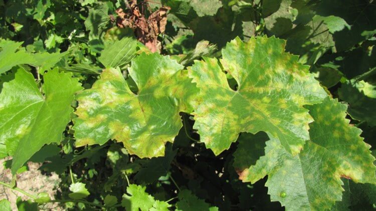 Mildiu: Síntomas y daños en Vid de mesa