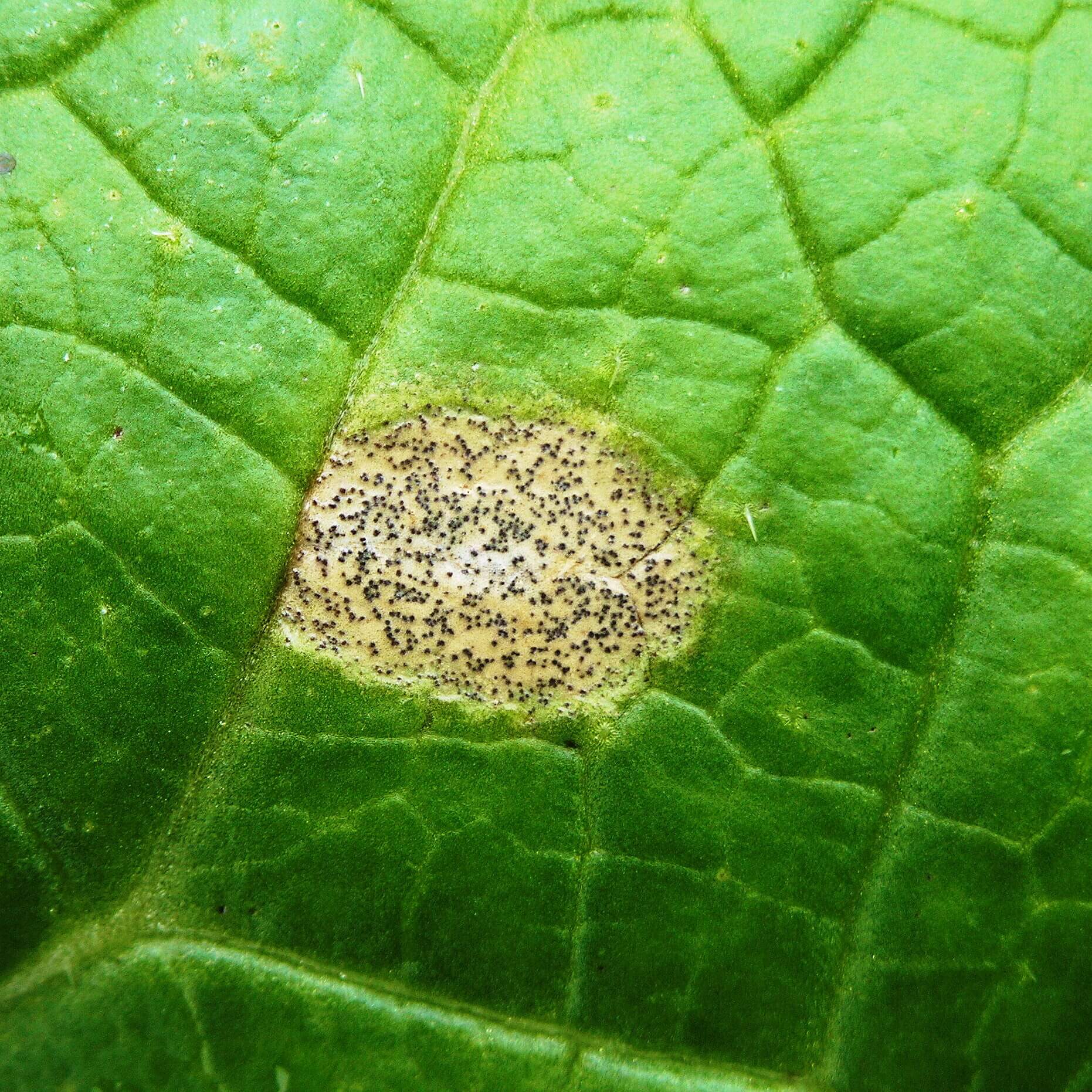 Damage caused by Blueberry Dieback
