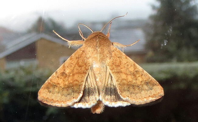 Héliothis : symptômes et dégâts sur les tomates