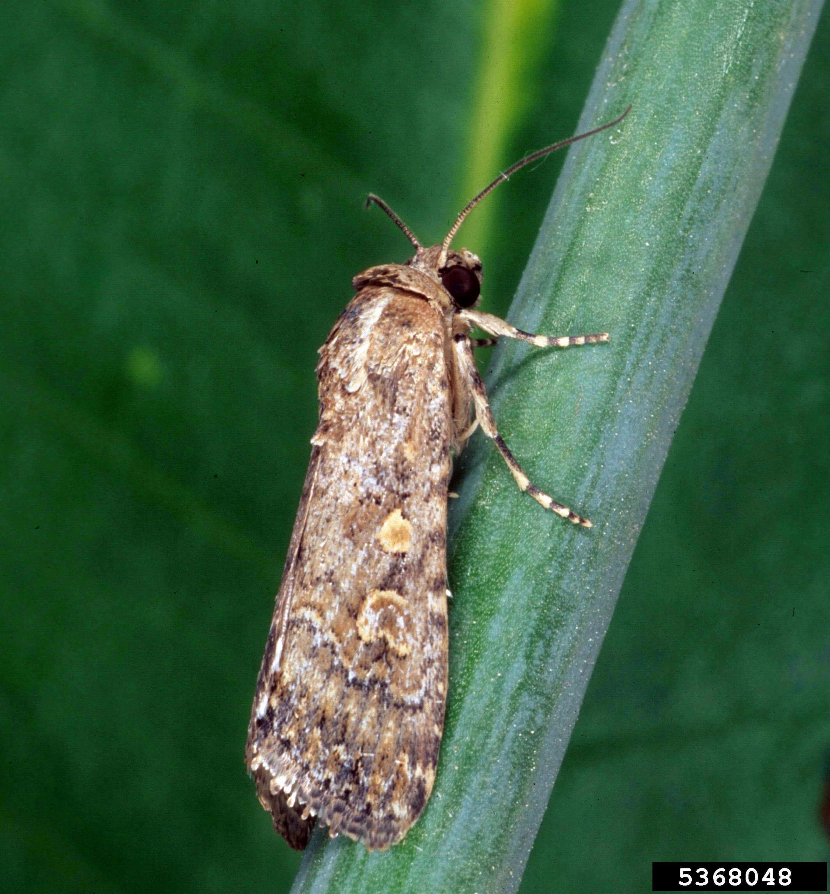 Daños causados por Gusano soldado o Rosquilla verde en Pimiento