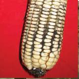 Pudrición gris de la mazorca en maíz | idMicrobe