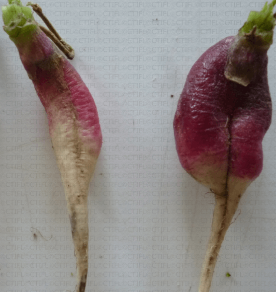 Marchitez por fusarium: qué es, cómo se origina y cómo eliminar de forma efectiva en rábano