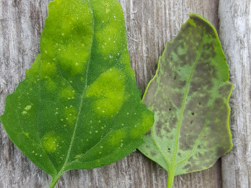 Daños causados por Mildiu en Quinoa