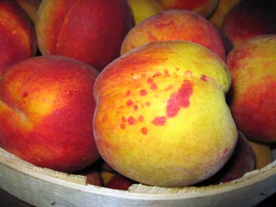 Damage caused by San Jose scale on peaches, nectarines, or niacin