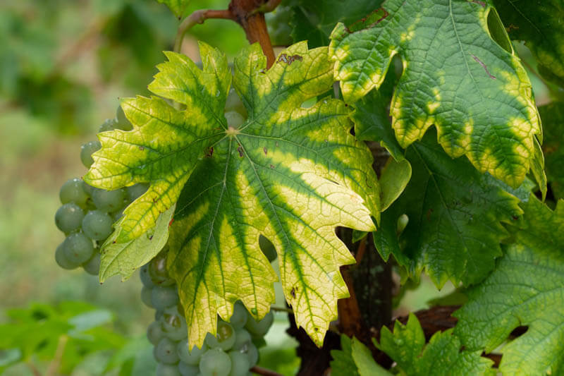 Deficiência de nitrogênio em plantas: como reconhecê-la e tratá-la de forma eficaz