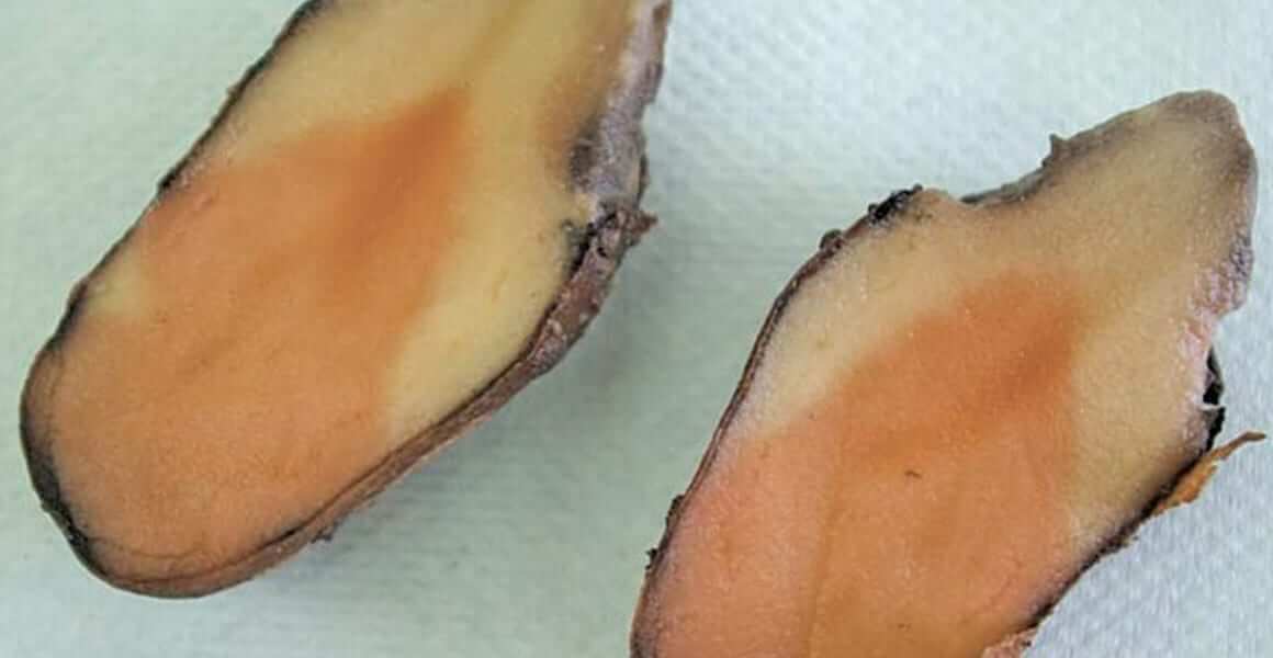 Podridão rosa: o que é, como ocorre e como eliminá-la eficazmente