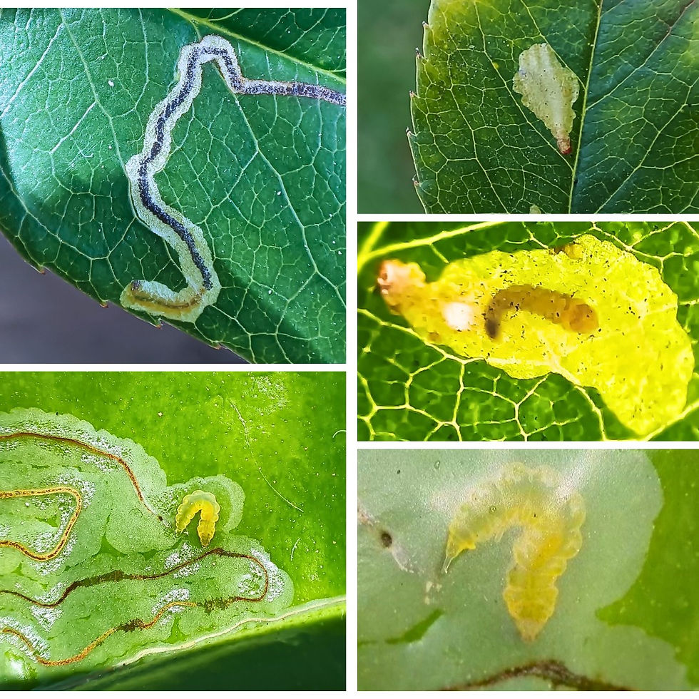 Diferentes tipos de mineiros de plantas