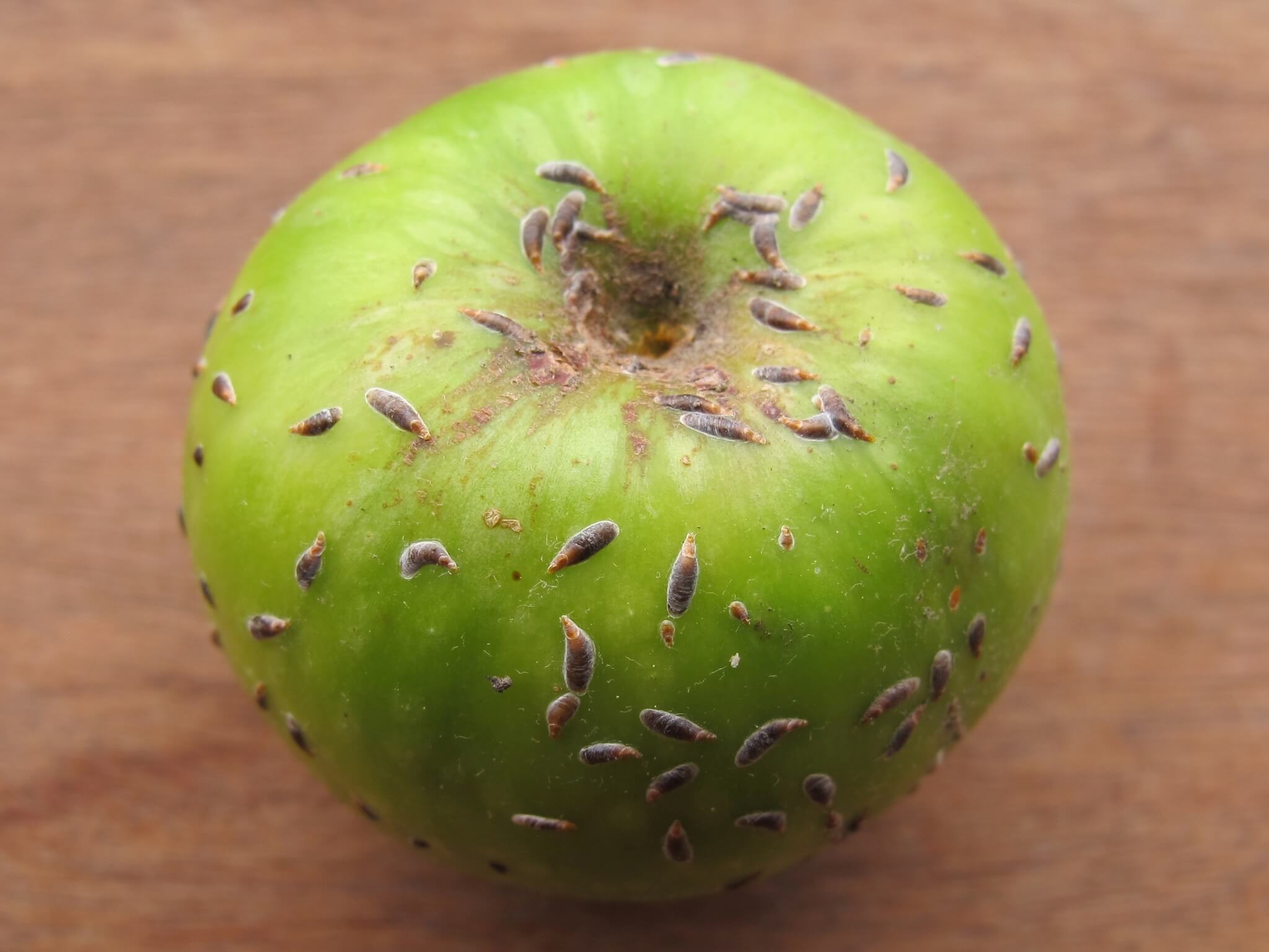 Serpent de pomme | idMicrobe