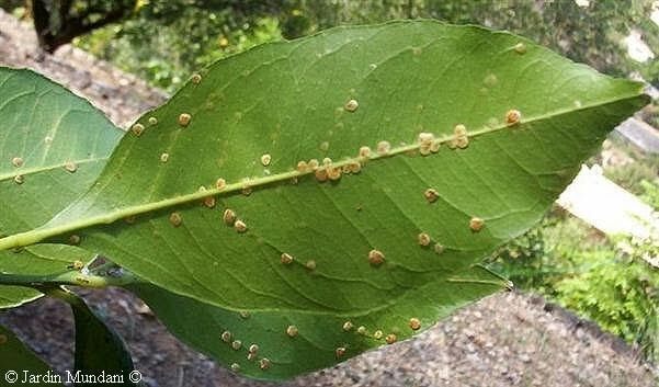 Blackberry scales | idMicrobe