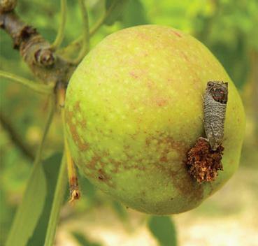 Daños causados por Carpocapsa en Melocotón, durazno o nectarina