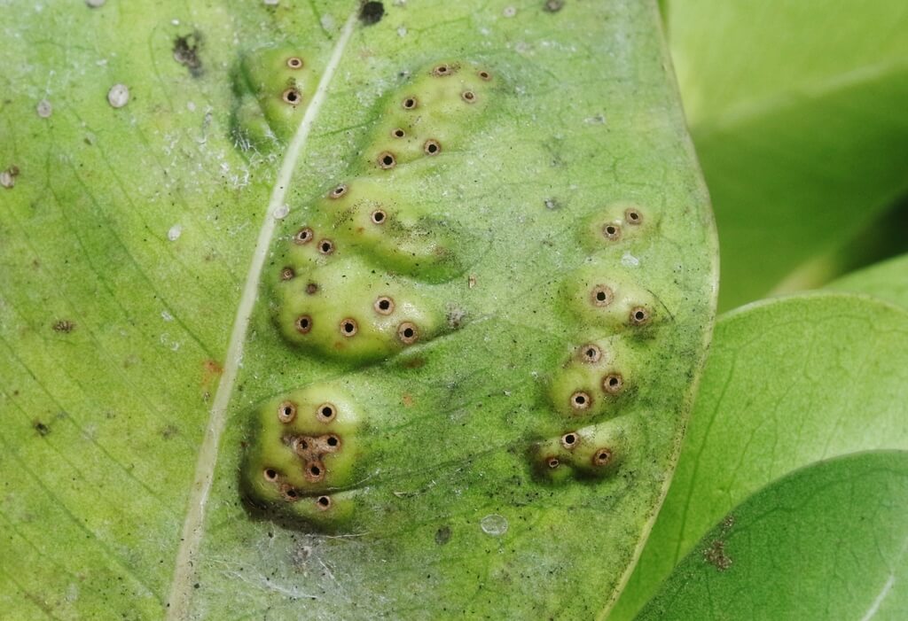 Avispita de las agallas en Ficus: Cómo se reconoce y se trata eficazmente