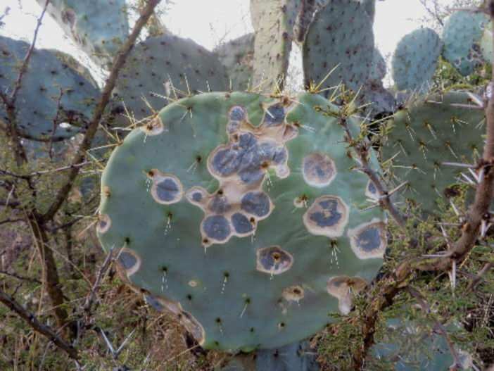 Cómo reconocer y combatir moteados y manchas secas en cactus