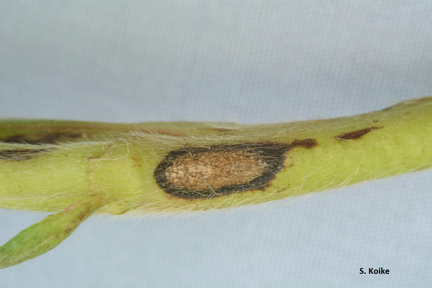 Antracnosis en fresa | idMicrobe