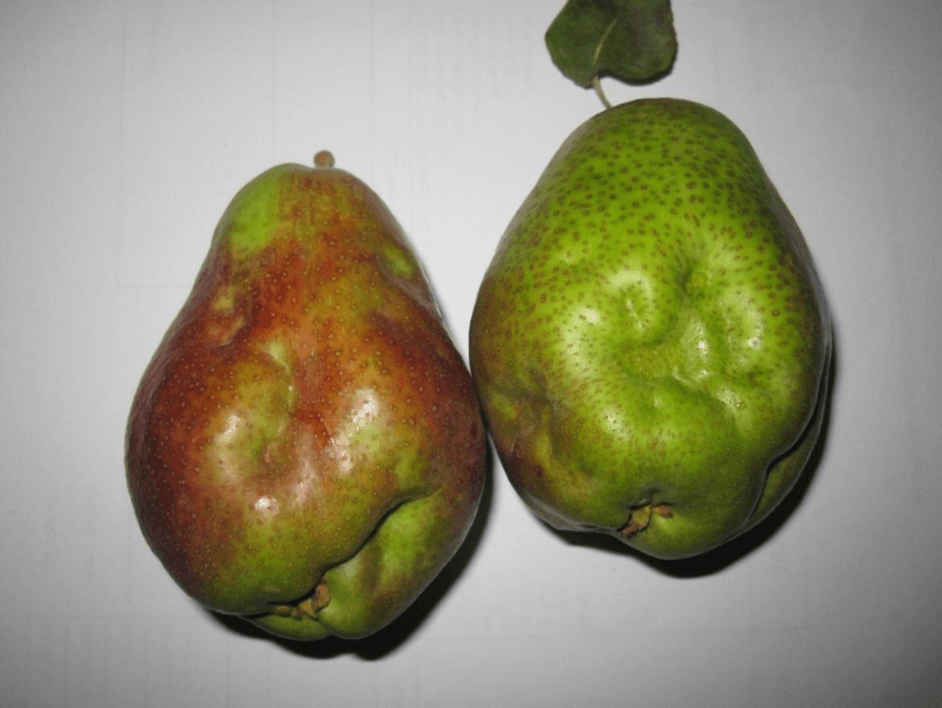 Virus de la rainure de la tige : symptômes et dégâts sur les arbres fruitiers à pépins