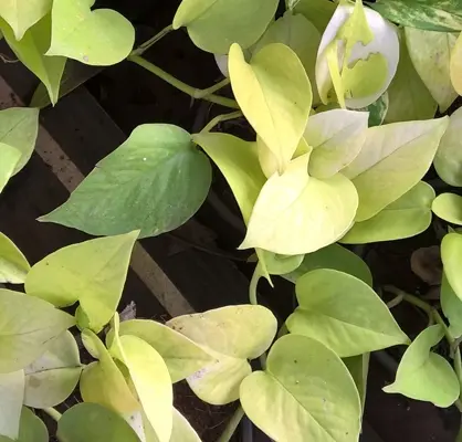 Síntomas de escasa iluminación en plantas con tallos alargados y débiles