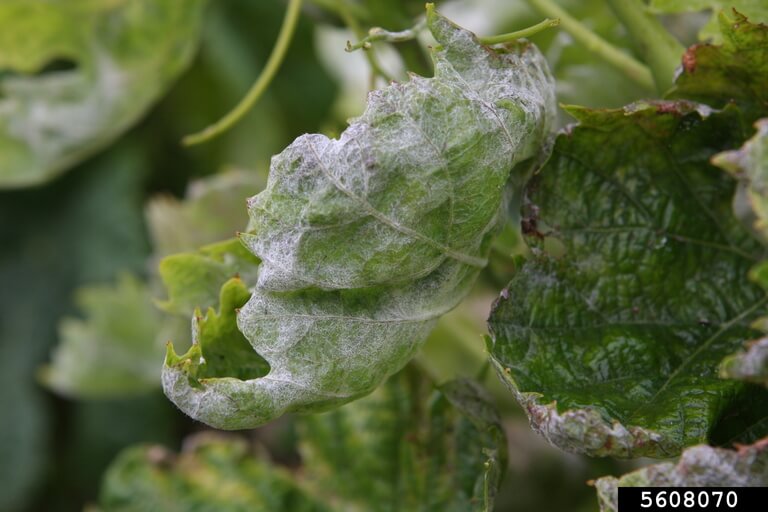 Danos causados pelo oídio nas videiras