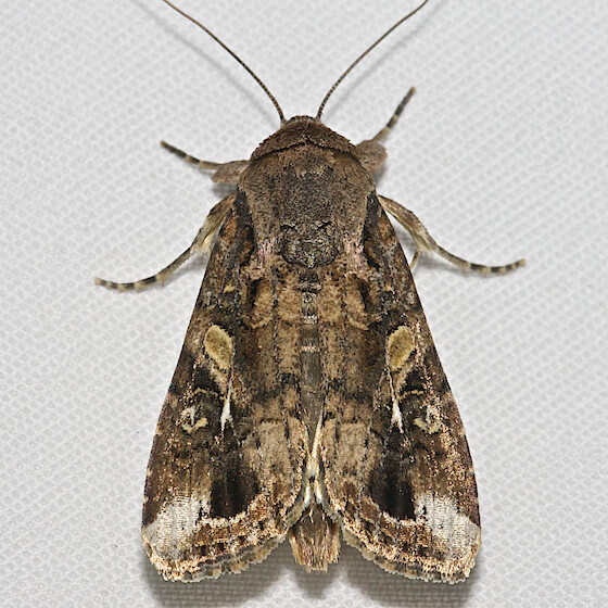 Gusano Cogollero en Maíz: Cómo se reconoce y se trata eficazmente