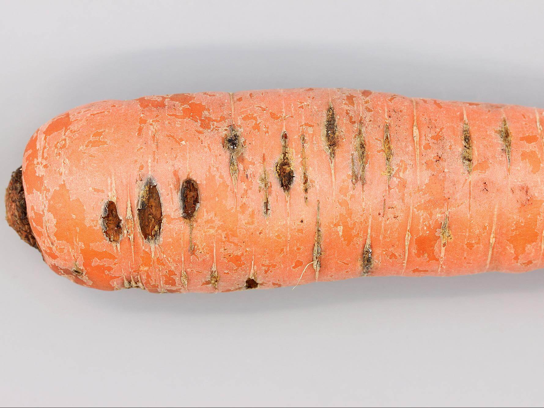 Symptômes, traitements et recommandations pour traiter la pourriture ou la  fusariose | idMicrobe