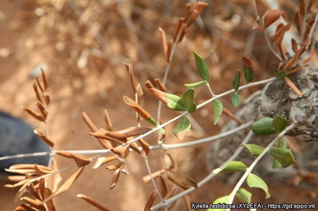 Xylella or Ebola of the olive tree | idMicrobe
