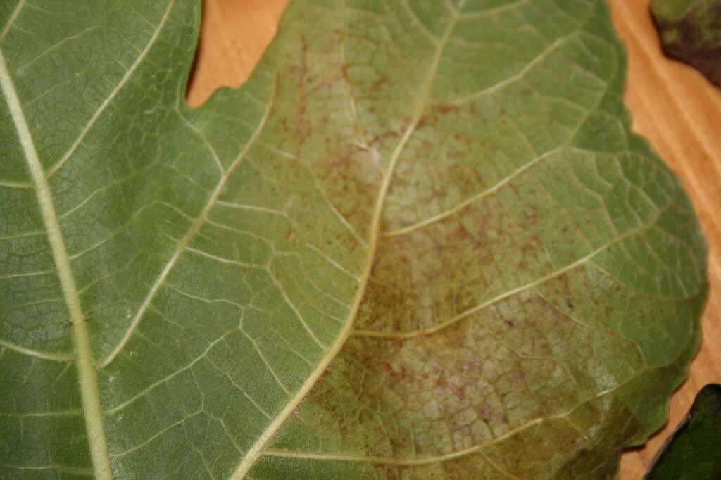 Cómo reconocer y combatir ácaro del ficus en higo o higuera