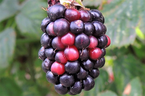 Acarien des baies rouges : symptômes et dégâts sur les baies