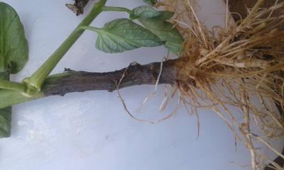 Podridão de raízes e caules em plantas ornamentais: como reconhecê-la e tratá-la eficazmente