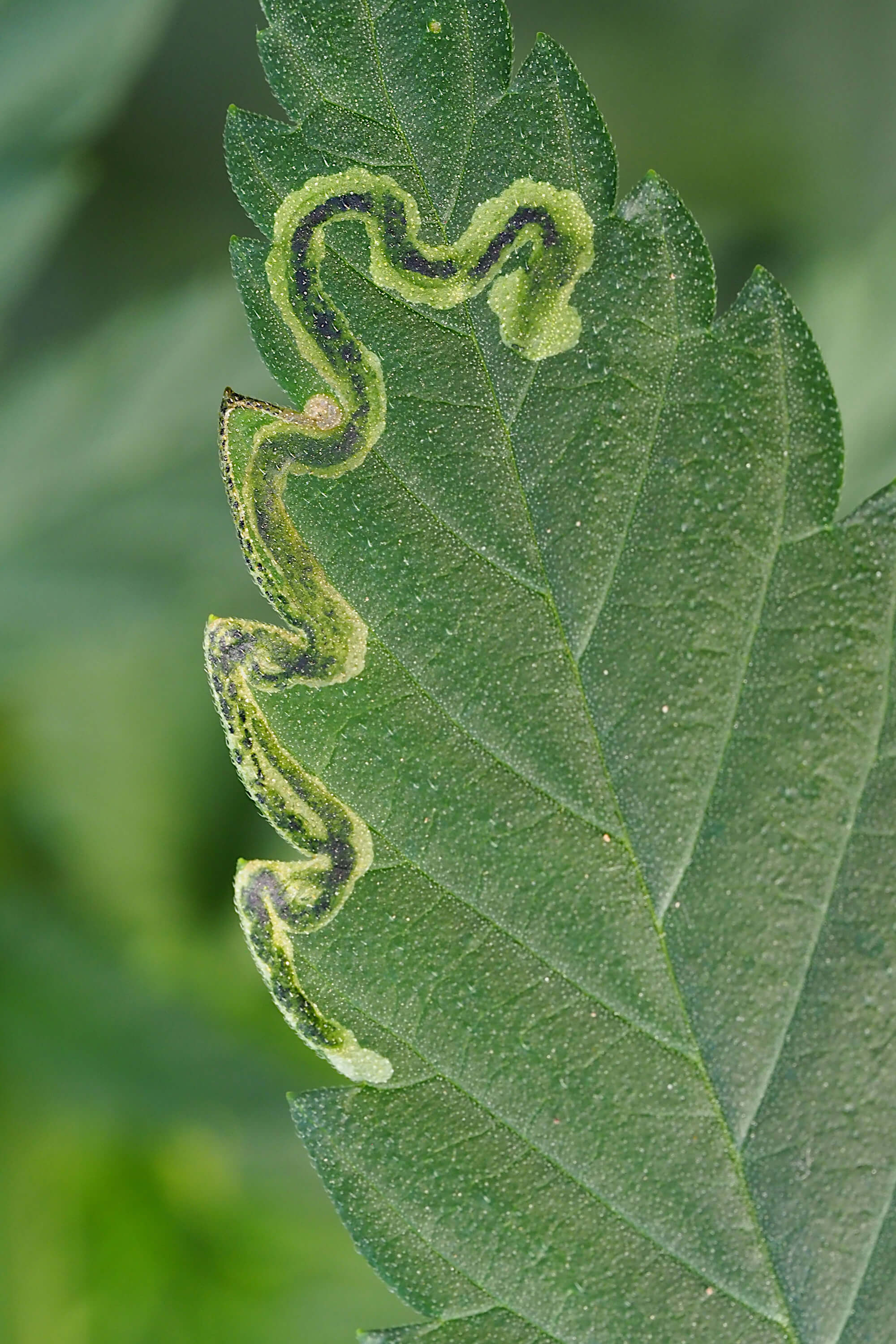 Minador en Cannabis: Cómo se reconoce y se trata eficazmente