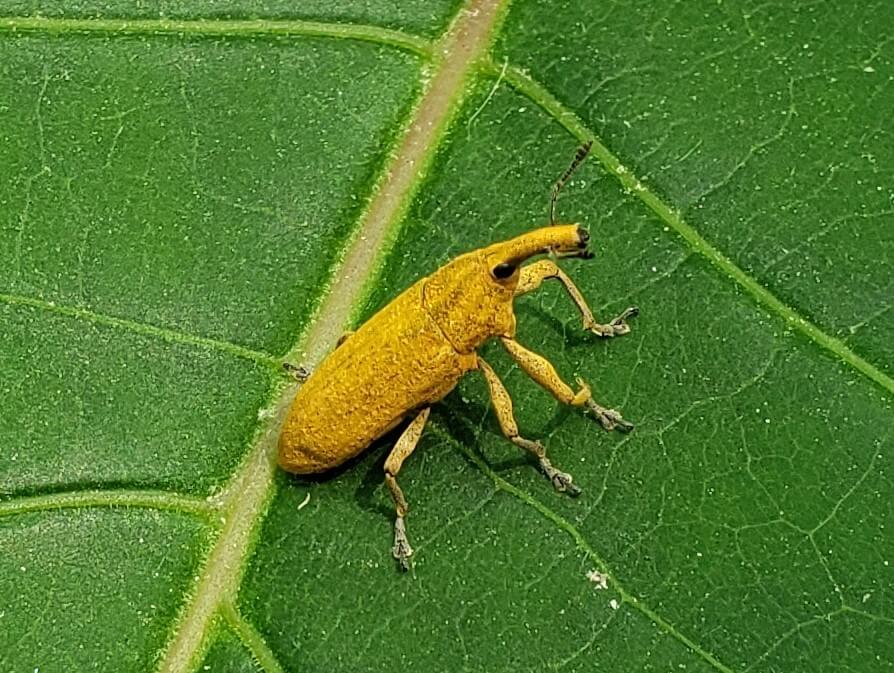 Gorgojos o Picudos en Plantas decorativas de jardín y/o interior: Cómo se reconoce y se trata eficazmente