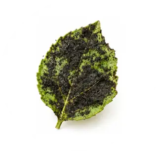Negrilla o fumagina