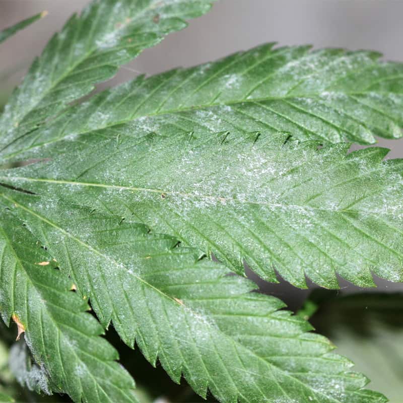 Powdery mildew in cannabis | microbeid