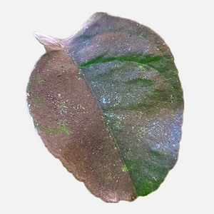 Fumagina limonero
