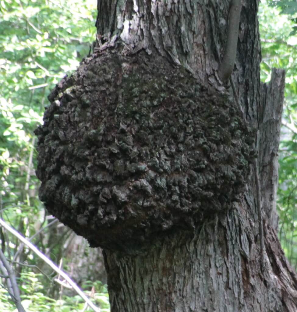 Stem galls on pear trees | idMicrobe