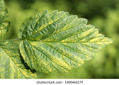 Arabis mosaic virus (ARMV) in raspberries | idMicrobe