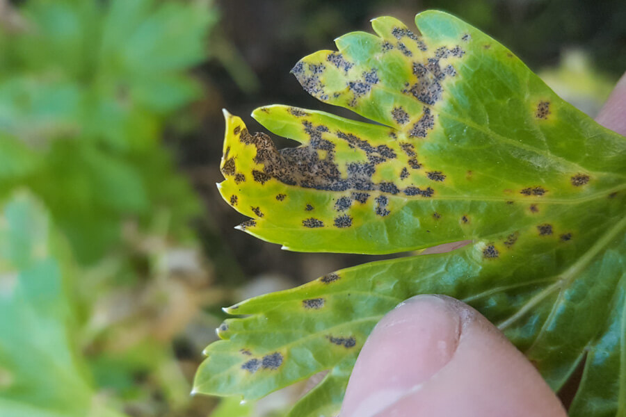 Septoria: What it is, how it occurs, and how to effectively eliminate it