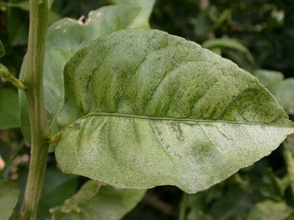 Ácaros em árvores frutíferas de pomóideas | idMicrobe