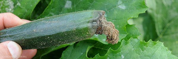 Podredumbre gris: qué es, cómo se origina y cómo eliminar de forma efectiva en cucurbitáceas piel comestible