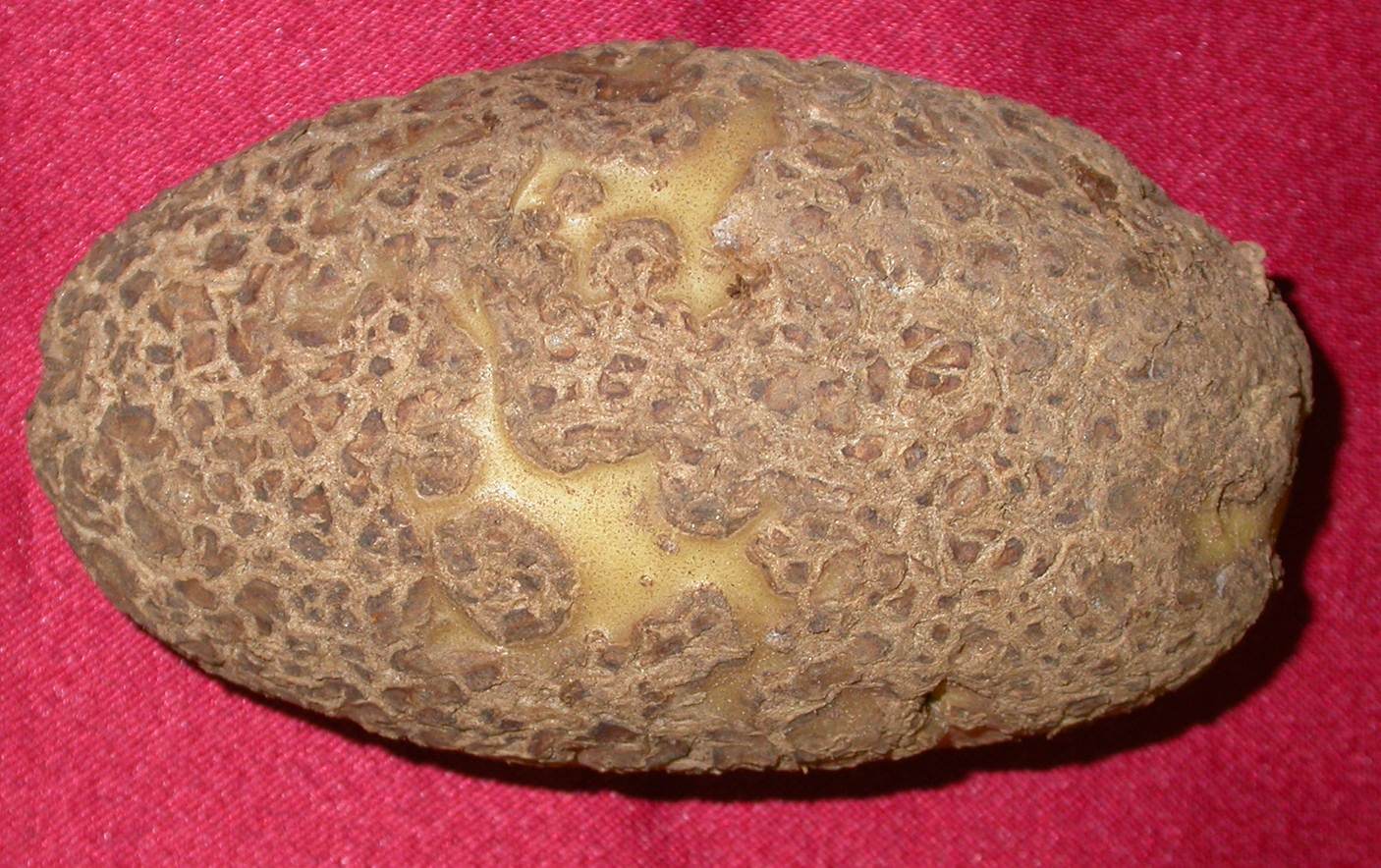 Sarna común de la patata | idMicrobe