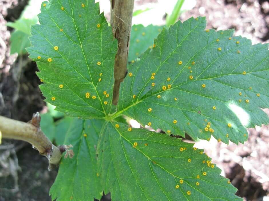 Yellow rust on raspberries | idMicrobe