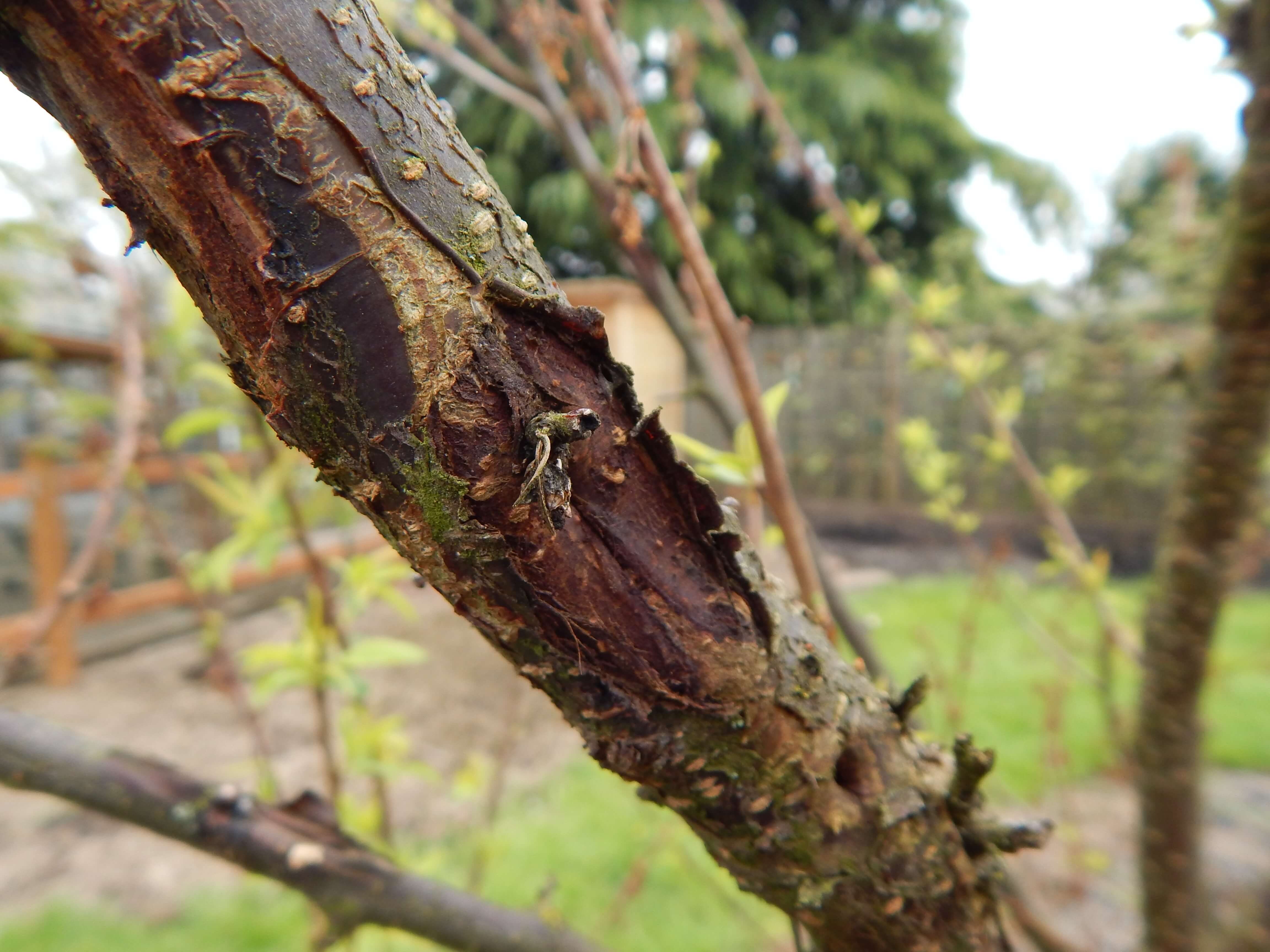 Chancre du poirier : comment le reconnaître et le traiter efficacement