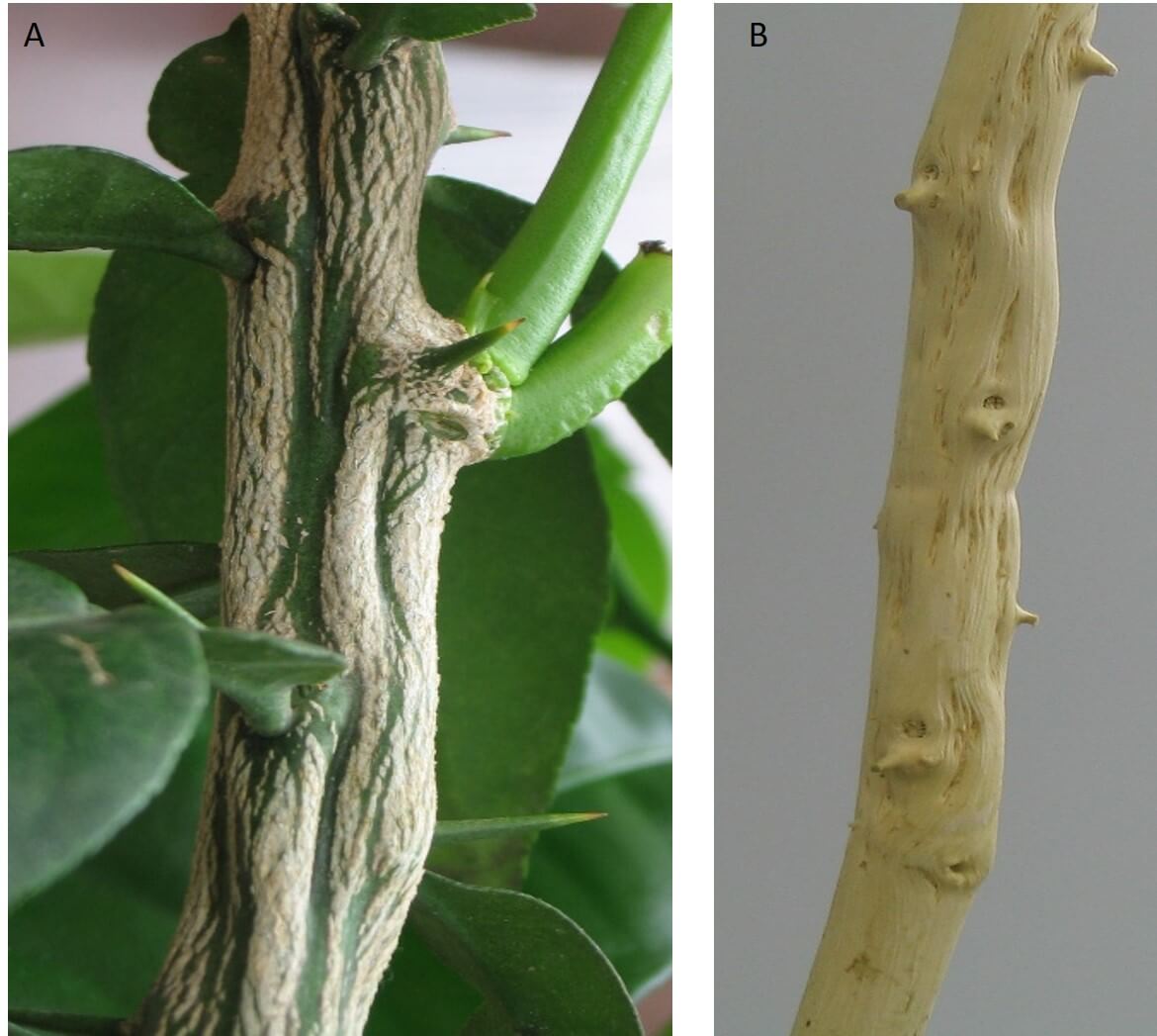 Vírus da tristeza dos cítricos: o que é, como se origina e como eliminá-lo eficazmente.