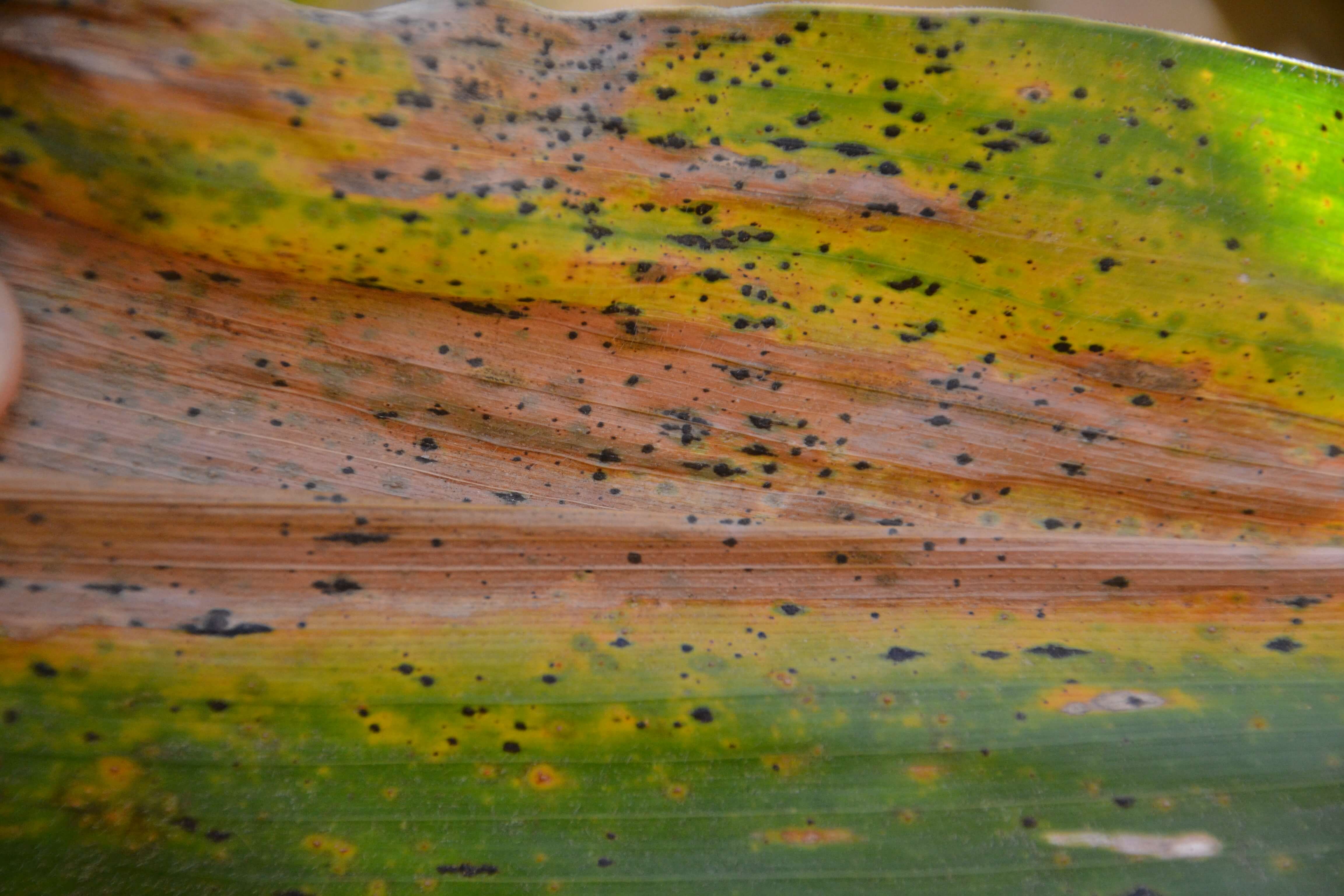 Mancha de asfalto en maíz | idMicrobe