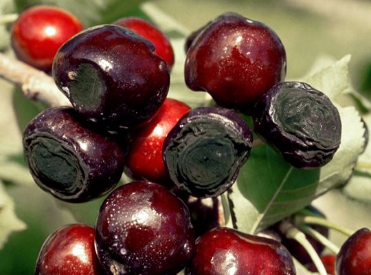 Fruit affected by Alternaria with dark spots and areas of rot