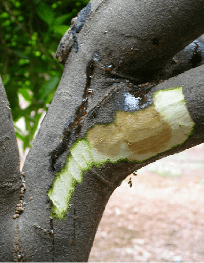 Pourriture aqueuse ou brune des agrumes | idMicrobe