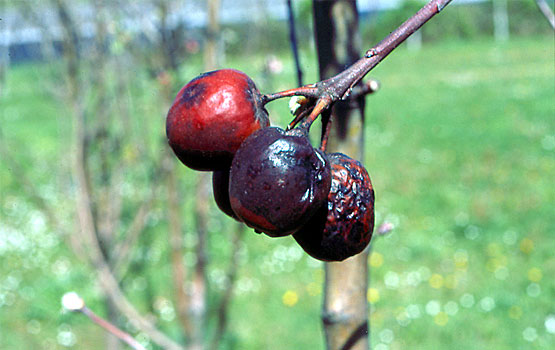 Comment reconnaître et combattre le chancre noir chez les arbres fruitiers à pépins
